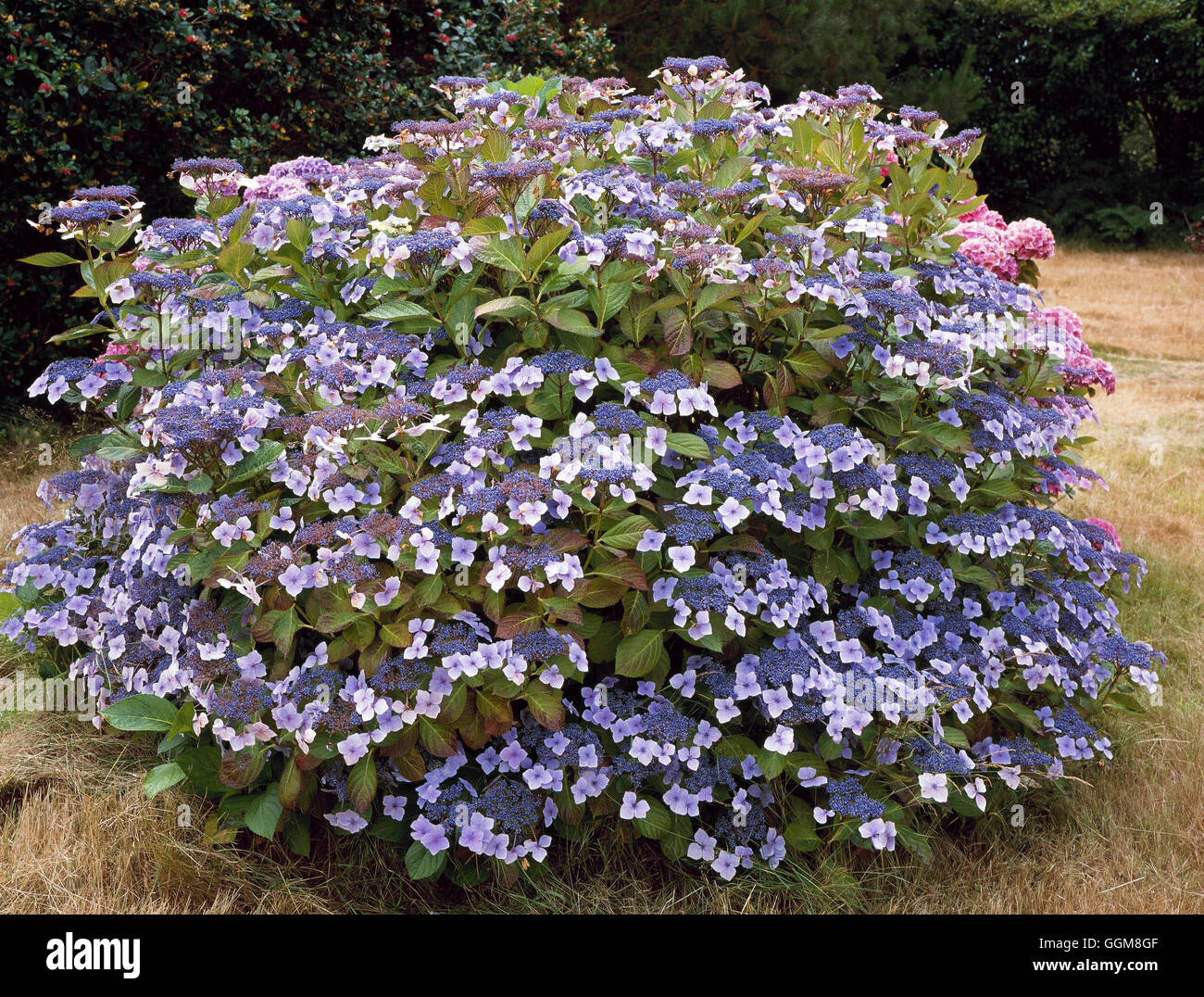 Hydrangea macrophylla - `Mariesii Perfecta' AGM   TRS105081 Stock Photo